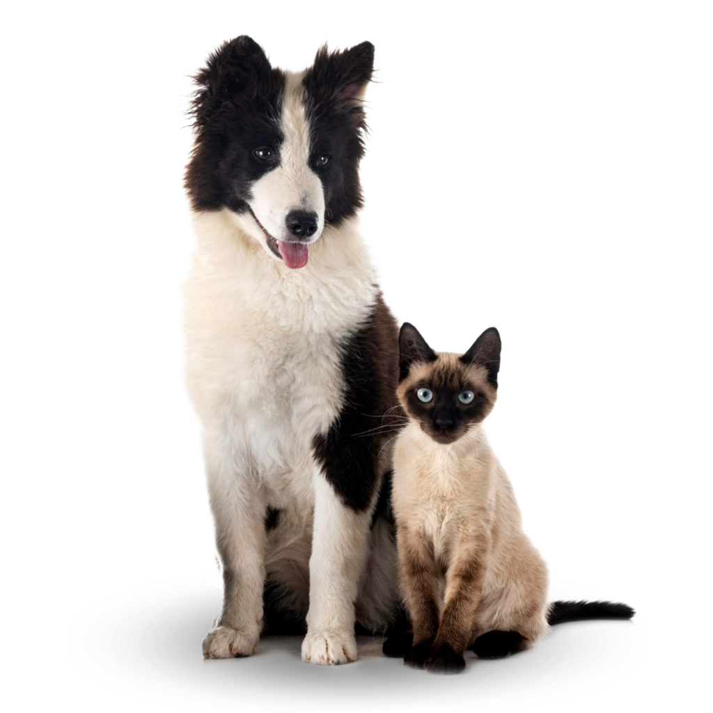 Plan Preventivo Veterinario